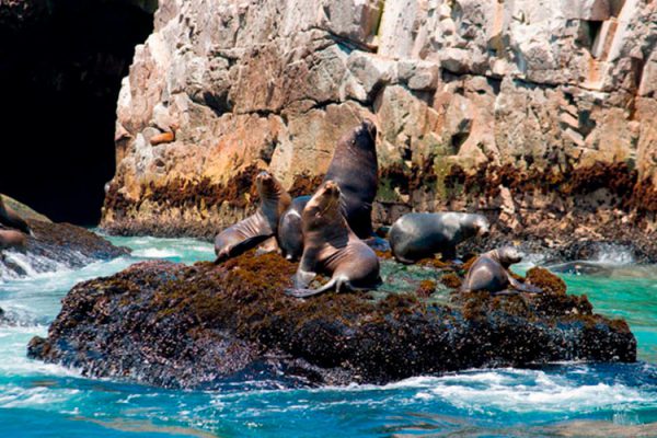 Tour Islas Palomino